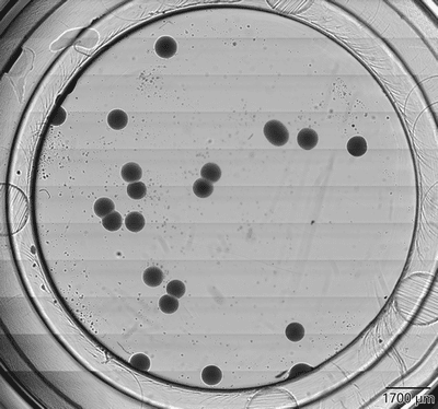 Bacteria colonies merging on BioSense Solutions mini agar disk